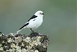 Snow Bunting